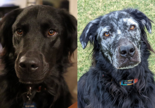 Illustration de l'article : À cause d’une affection cutanée, le pelage de ce chien noir est devenu entièrement blanc en quelques années