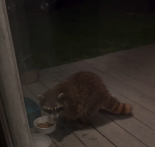 Illustration de l'article : Adopté pour éloigner les rongeurs, ce chat devient l’ami d’un raton laveur (vidéo)