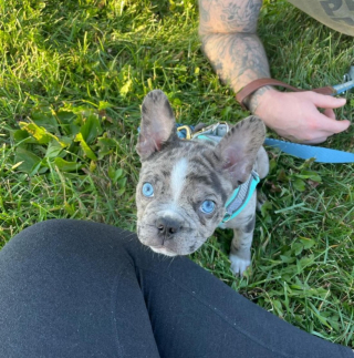 Illustration de l'article : Un homme pense que son chien est malade, mais le vétérinaire découvre autre chose (vidéo)