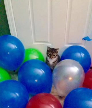 Illustration de l'article : 10 photos de chats à la fois timides et mignons