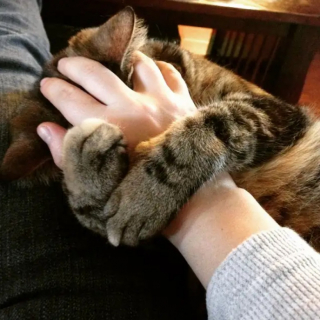 Illustration de l'article : 10 photos de chats à la fois timides et mignons