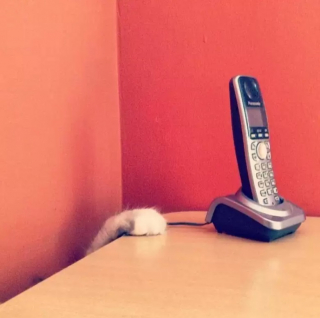 Illustration de l'article : 10 photos de chats à la fois timides et mignons