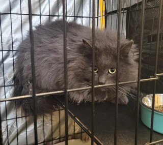 Illustration de l'article : Un chat errant s’invite sur la terrasse d’une maison et fait la rencontre qui a changé sa vie