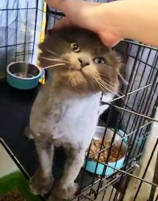 Illustration de l'article : Un chat errant s’invite sur la terrasse d’une maison et fait la rencontre qui a changé sa vie