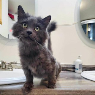 Illustration de l'article : Un chat errant s’invite sur la terrasse d’une maison et fait la rencontre qui a changé sa vie