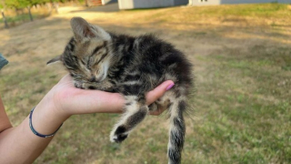 Illustration de l'article : 10 photos de chiens et chats heureux après avoir été adoptés
