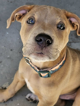 Illustration de l'article : 10 photos de chiens et chats heureux après avoir été adoptés