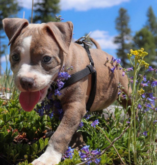 Illustration de l'article : Un Pit Bull et un rat deviennent les meilleurs amis du monde (vidéo)