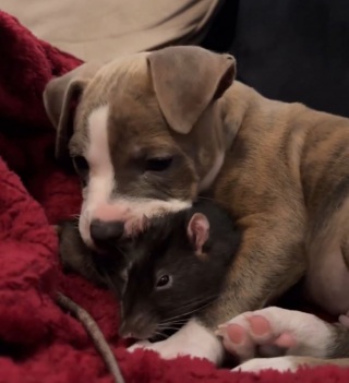 Illustration de l'article : Un Pit Bull et un rat deviennent les meilleurs amis du monde (vidéo)