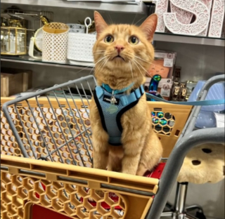 Illustration de l'article : En pleine séance de shopping, ce chat trouve le panier de ses rêves et le choisit d’une manière adorable (vidéo)