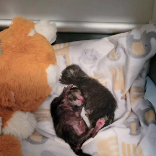 Illustration de l'article : Une bénévole se bat pour sauver 2 chatons nés trop tôt