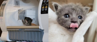 Illustration de l'article : Une bénévole se bat pour sauver 2 chatons nés trop tôt
