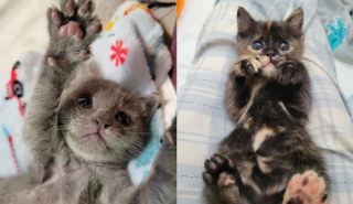 Illustration de l'article : Une bénévole se bat pour sauver 2 chatons nés trop tôt