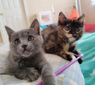 Illustration de l'article : Une bénévole se bat pour sauver 2 chatons nés trop tôt