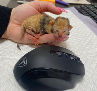 Illustration de l'article : Un chaton orphelin né prématurément se bat pour survivre avec l’aide de son humaine
