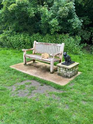 Illustration de l'article : Un chat roux s'installe près d'un mémorial et devient une célébrité locale