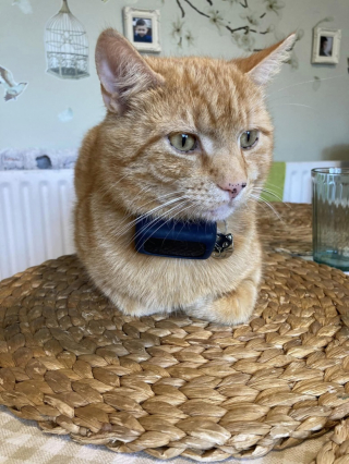 Illustration de l'article : Un chat roux s'installe près d'un mémorial et devient une célébrité locale