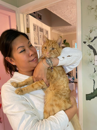 Illustration de l'article : Un chat roux s'installe près d'un mémorial et devient une célébrité locale