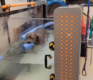 Illustration de l'article : Forcée à faire du sport, cette Pitbull se venge de manière drôle et originale (vidéo)