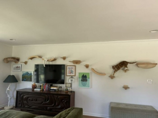 Illustration de l'article : 10 installations pour chats originales