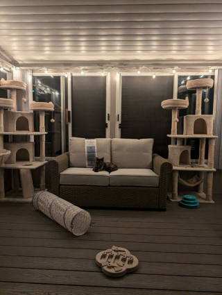 Illustration de l'article : 10 installations pour chats originales