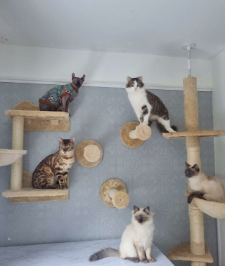 Illustration de l'article : 10 installations pour chats originales