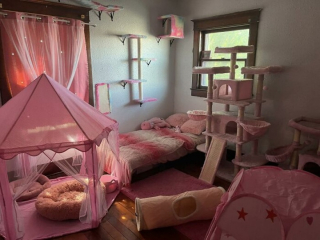 Illustration de l'article : 10 installations pour chats originales