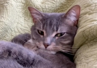 Illustration de l'article : Ce chat ne reconnaît plus sa maîtresse après son passage chez le coiffeur (vidéo)