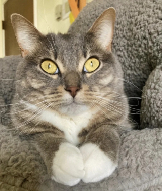 Illustration de l'article : Ce chat ne reconnaît plus sa maîtresse après son passage chez le coiffeur (vidéo)