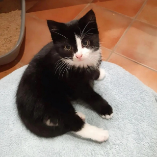 Illustration de l'article : 2 chatons abandonnés dans une zone industrielle sont sauvés par un bienfaiteur