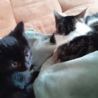 Illustration de l'article : 2 chatons abandonnés dans une zone industrielle sont sauvés par un bienfaiteur