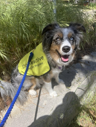 Illustration de l'article : Une chienne d’assistance traumatisée retrouve la joie de vivre grâce à son ami chat