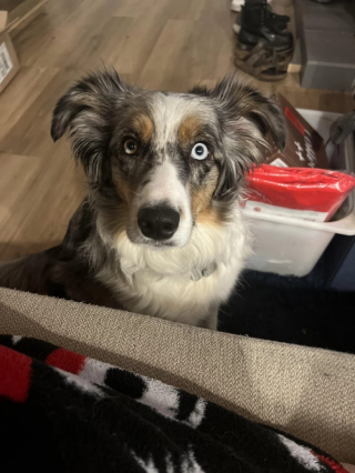 Illustration de l'article : Une chienne d’assistance traumatisée retrouve la joie de vivre grâce à son ami chat