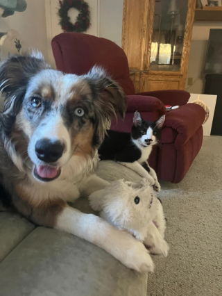 Illustration de l'article : Une chienne d’assistance traumatisée retrouve la joie de vivre grâce à son ami chat