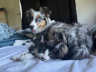 Illustration de l'article : Une chienne d’assistance traumatisée retrouve la joie de vivre grâce à son ami chat