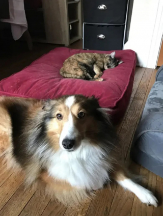 Illustration de l'article : 10 chiens qui ne peuvent plus dormir dans leur panier