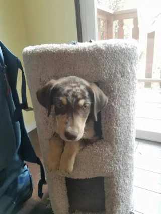 Illustration de l'article : 10 chiens qui ne peuvent plus dormir dans leur panier