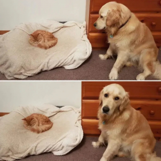 Illustration de l'article : 10 chiens qui ne peuvent plus dormir dans leur panier