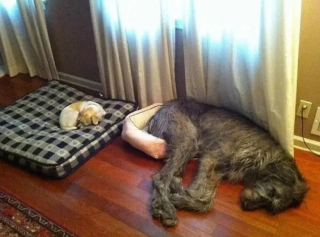 Illustration de l'article : 10 chiens qui ne peuvent plus dormir dans leur panier