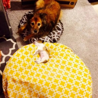 Illustration de l'article : 10 chiens qui ne peuvent plus dormir dans leur panier