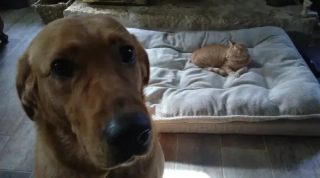 Illustration de l'article : 10 chiens qui ne peuvent plus dormir dans leur panier