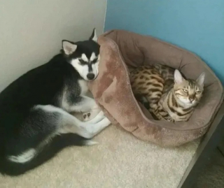 Illustration de l'article : 10 chiens qui ne peuvent plus dormir dans leur panier