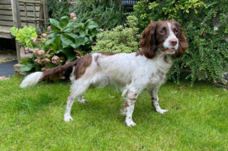 Illustration de l'article : Sauv&eacute;e in extremis, une chienne fam&eacute;lique change compl&egrave;tement de vie