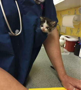 Illustration de l'article : 10 photos montrant la vie animée des cliniques vétérinaires