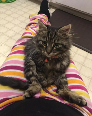 Illustration de l'article : 10 photos montrant la vie animée des cliniques vétérinaires