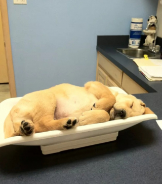 Illustration de l'article : 10 photos montrant la vie animée des cliniques vétérinaires