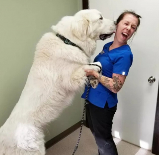 Illustration de l'article : 10 photos montrant la vie animée des cliniques vétérinaires