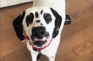 Illustration de l'article : Ce Dalmatien fait disparaître ses jouets d’une manière à la fois drôle et effrayante (vidéo)