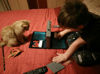 Illustration de l'article : 10 photos de chats jouant aux jeux de société à leur façon