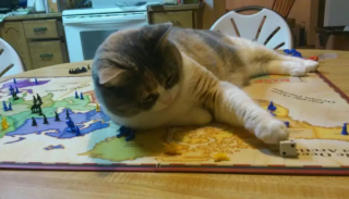 Illustration de l'article : 10 photos de chats jouant aux jeux de société à leur façon